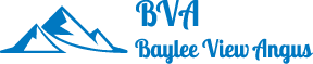 Baylee View Angus